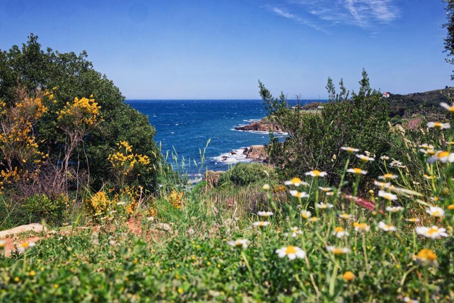 Residence Antinea Argelès-sur-Mer Εξωτερικό φωτογραφία